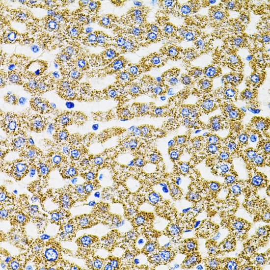 EPO Rabbit Polyclonal Antibody - Image 3