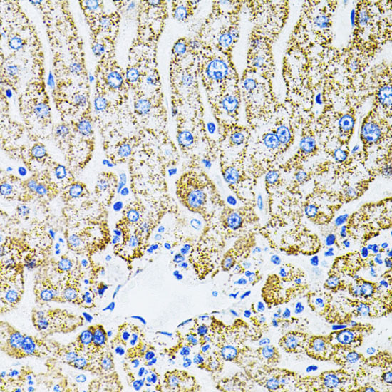 EPO Rabbit Polyclonal Antibody - Image 4