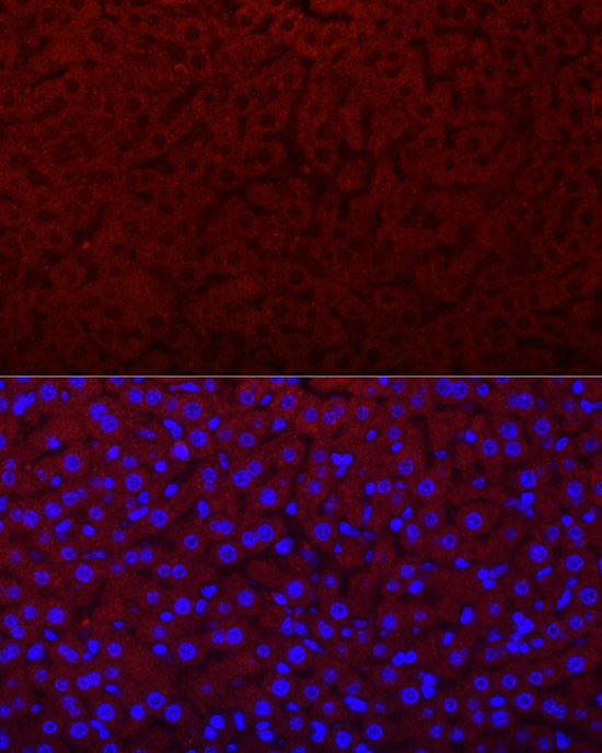 EPO Rabbit Polyclonal Antibody - Image 5