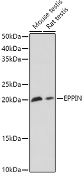 EPPIN Rabbit Polyclonal Antibody