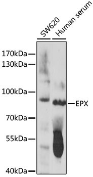 EPX Rabbit Polyclonal Antibody