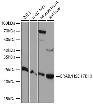 ERAB/HSD17B10 Rabbit Monoclonal Antibody
