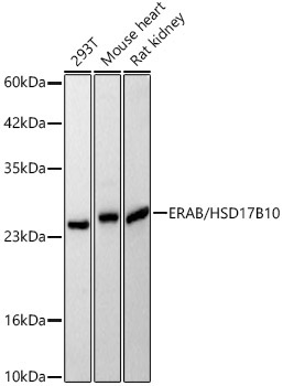 ERAB/HSD17B10 Rabbit Polyclonal Antibody