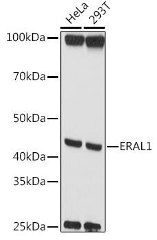 ERAL1 Rabbit Polyclonal Antibody