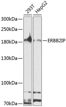 ERBB2IP Rabbit Polyclonal Antibody
