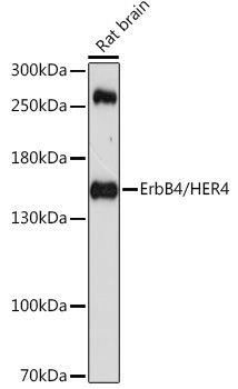 ErbB4/HER4 Rabbit Polyclonal Antibody