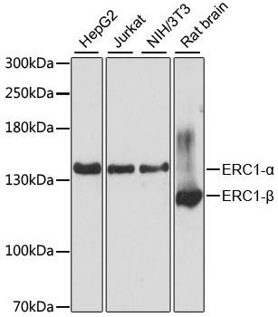 ERC1 Rabbit Polyclonal Antibody