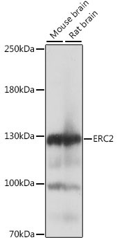 ERC2 Rabbit Polyclonal Antibody