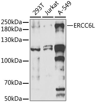 ERCC6L Rabbit Polyclonal Antibody