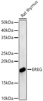 EREG Rabbit Polyclonal Antibody