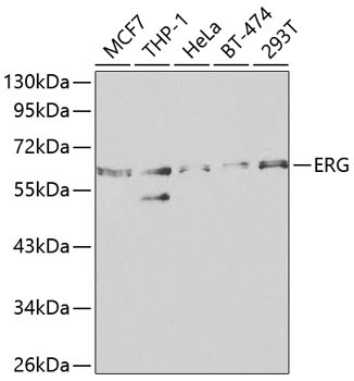 ERG Rabbit Polyclonal Antibody