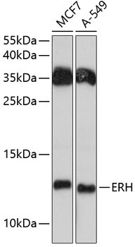 ERH Rabbit Polyclonal Antibody