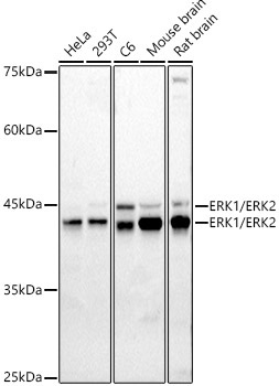 ERK1 / ERK2 Rabbit Polyclonal Antibody