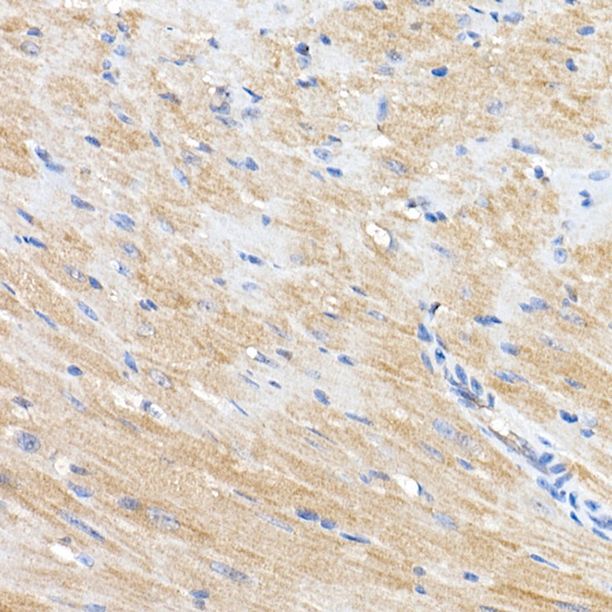 ERK1 / ERK2 Rabbit Polyclonal Antibody - Image 4