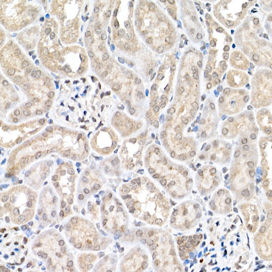 ERK1 / ERK2 Rabbit Polyclonal Antibody - Image 5