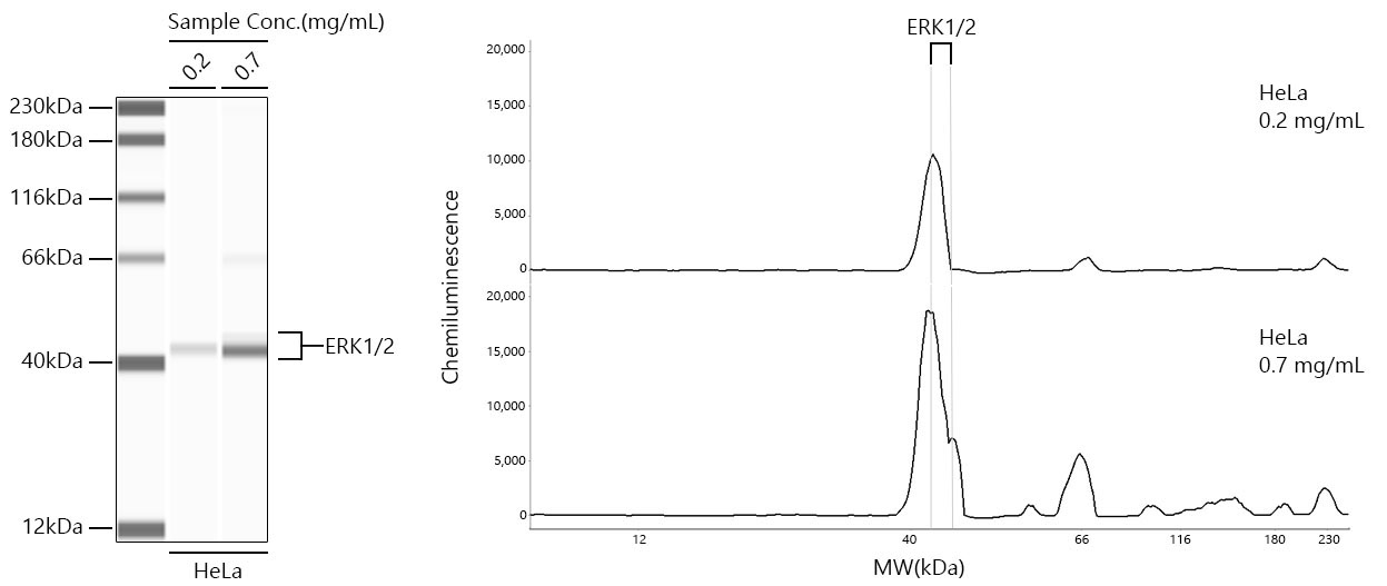 ERK1/2 Rabbit Monoclonal Antibody