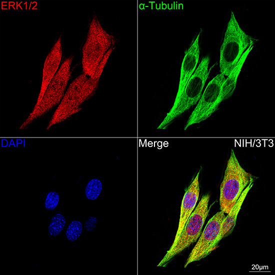 ERK1/2 Rabbit Monoclonal Antibody - Image 10