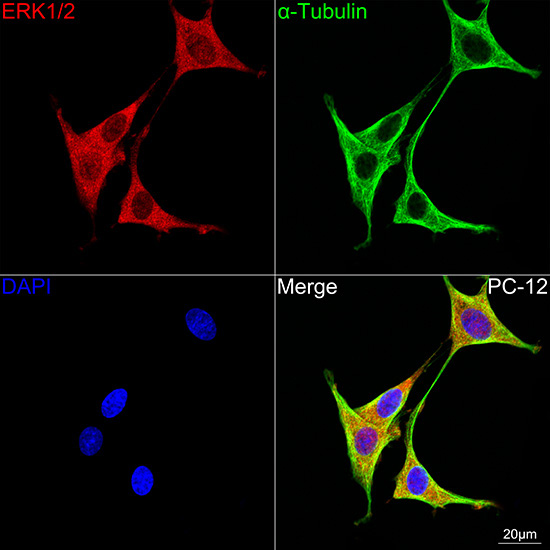 ERK1/2 Rabbit Monoclonal Antibody - Image 11