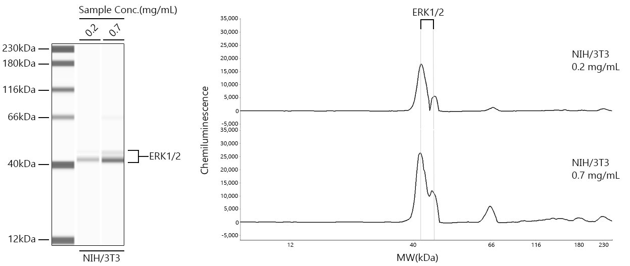ERK1/2 Rabbit Monoclonal Antibody - Image 2