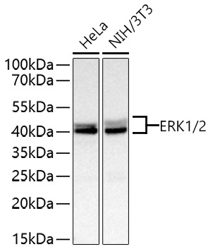 ERK1/2 Rabbit Monoclonal Antibody - Image 3
