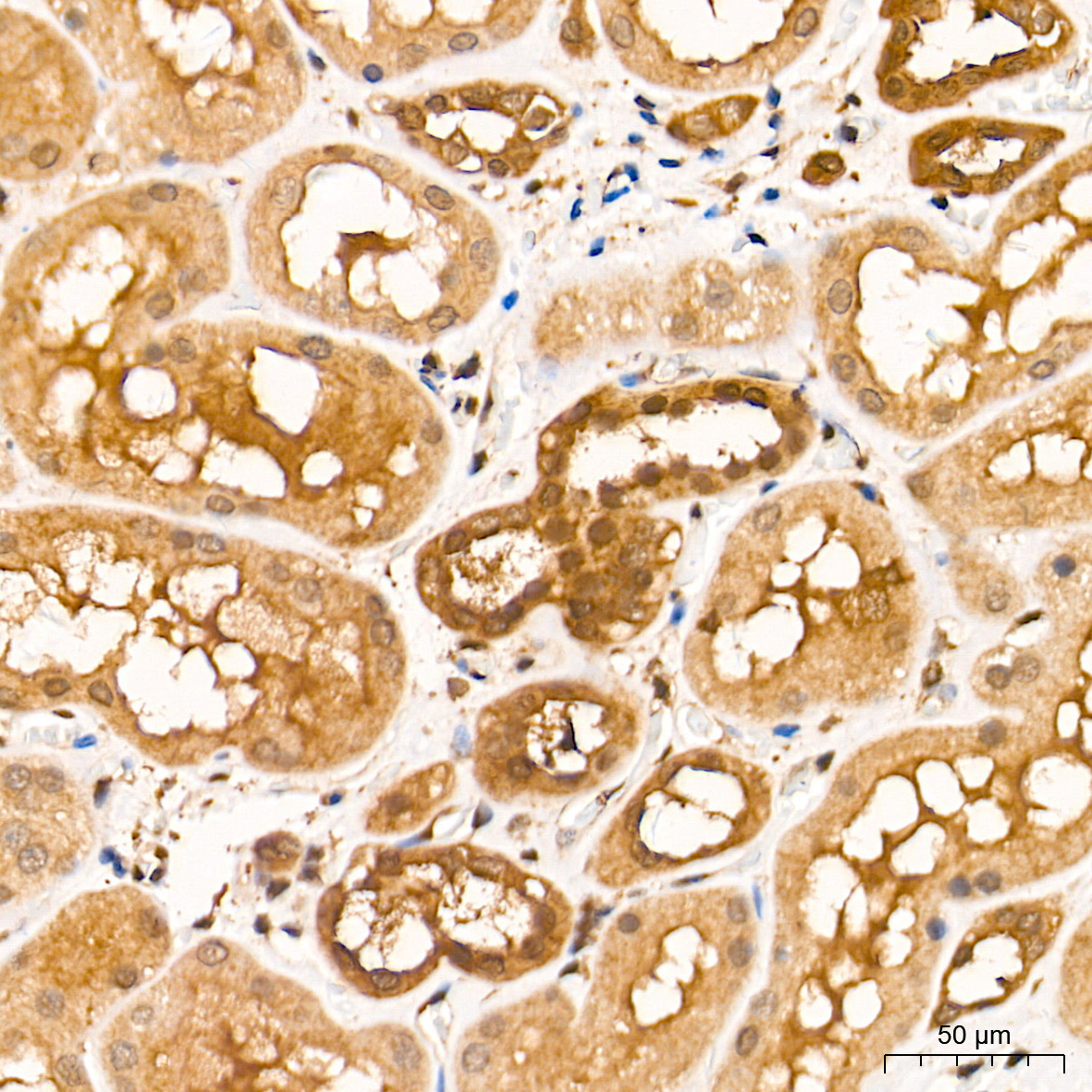 ERK1/2 Rabbit Monoclonal Antibody - Image 4