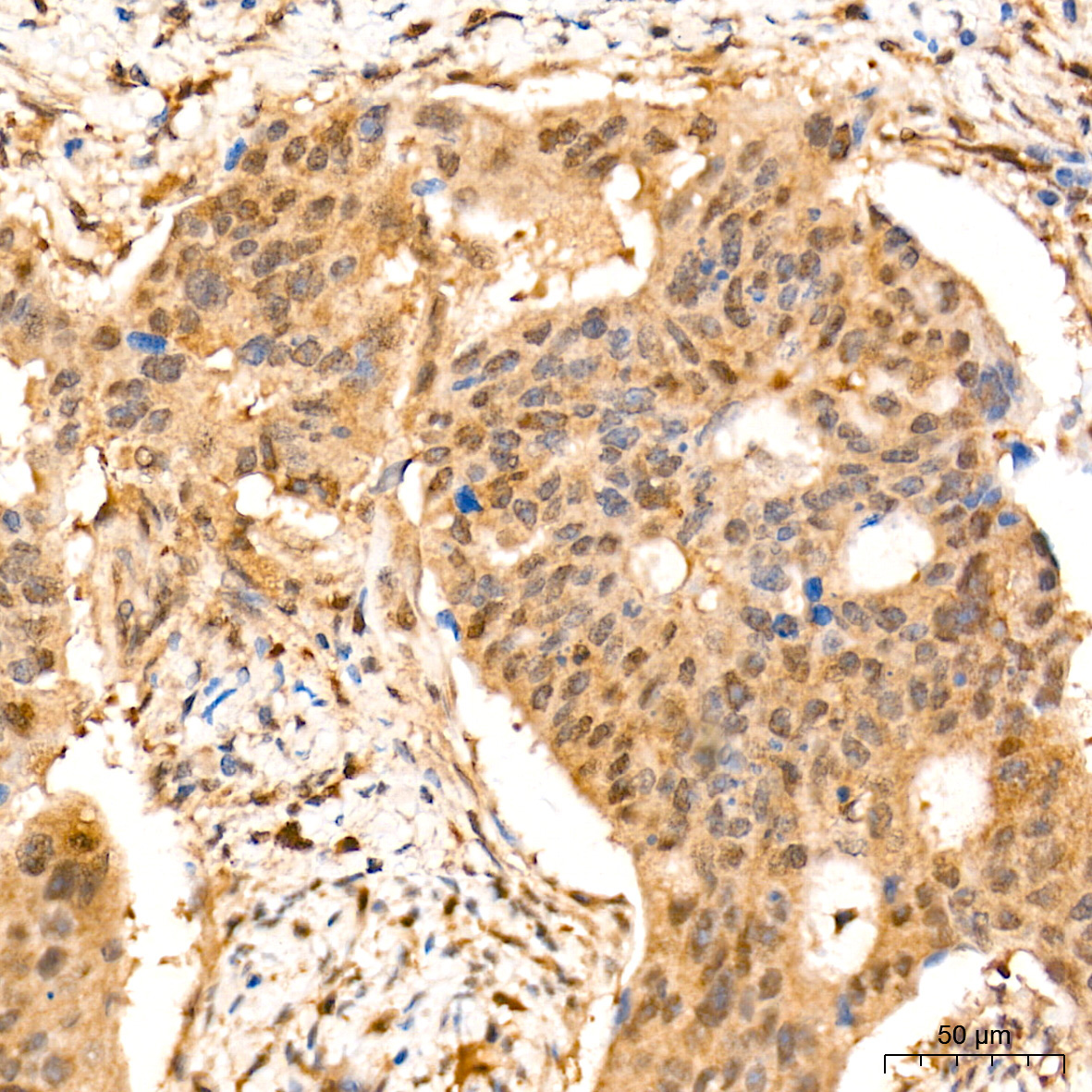ERK1/2 Rabbit Monoclonal Antibody - Image 5