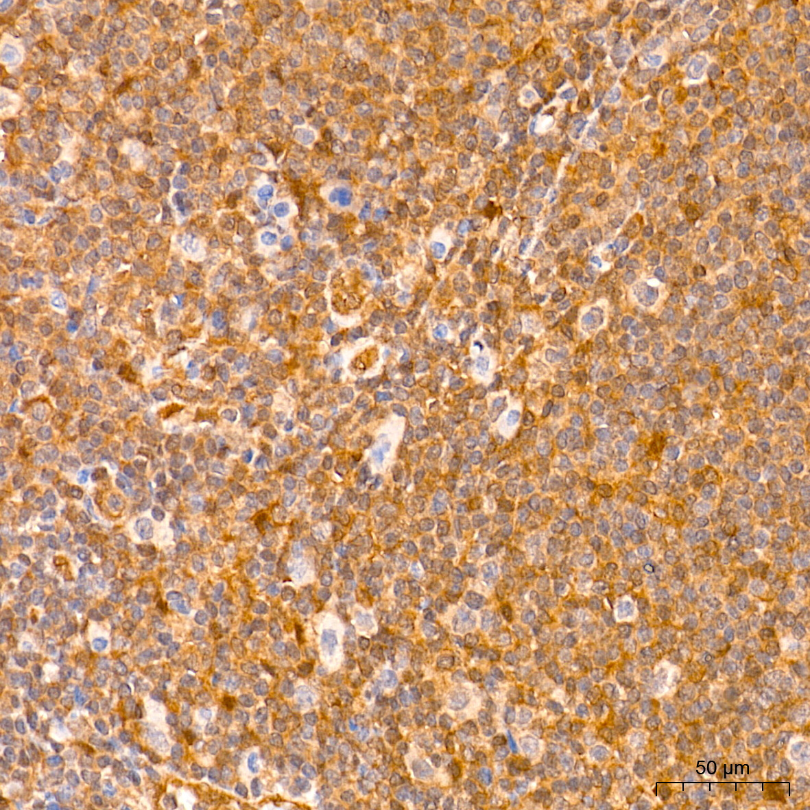 ERK1/2 Rabbit Monoclonal Antibody - Image 6