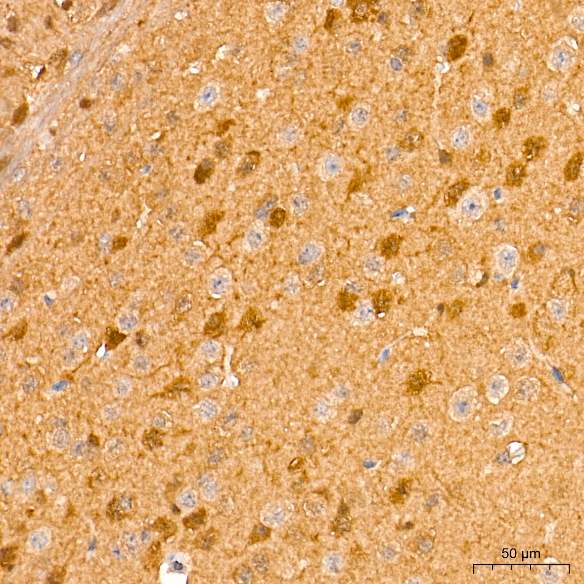 ERK1/2 Rabbit Monoclonal Antibody - Image 7