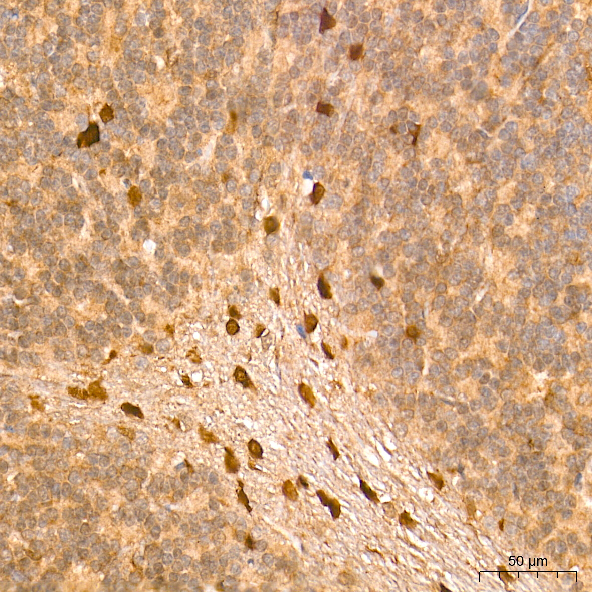 ERK1/2 Rabbit Monoclonal Antibody - Image 8