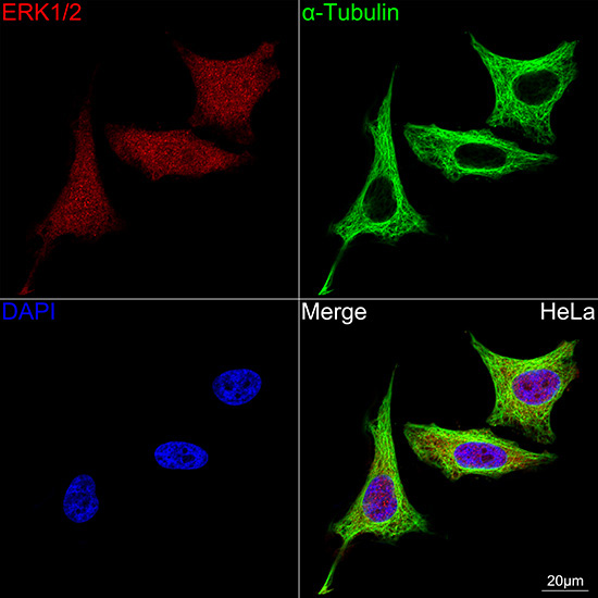 ERK1/2 Rabbit Monoclonal Antibody - Image 9