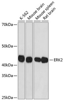 ERK2 Rabbit Monoclonal Antibody