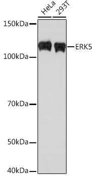 ERK5 Rabbit Monoclonal Antibody