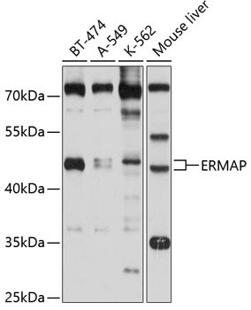 ERMAP Rabbit Polyclonal Antibody