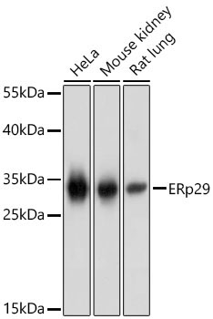 ERp29 Rabbit Polyclonal Antibody