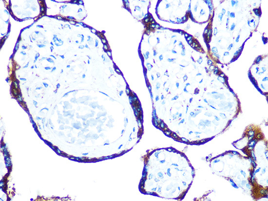 ERp57 Rabbit Monoclonal Antibody - Image 2
