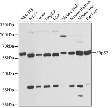 ERp57 Rabbit Polyclonal Antibody