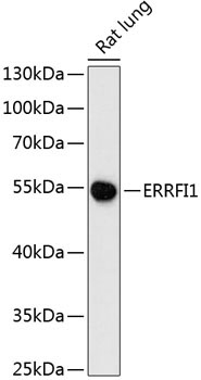 ERRFI1 Rabbit Polyclonal Antibody