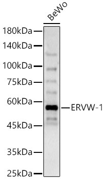 ERVW-1 Rabbit Polyclonal Antibody