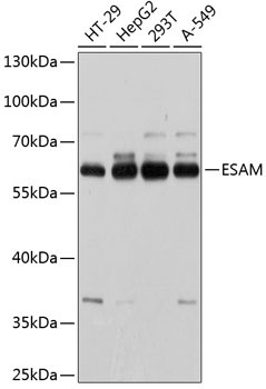 ESAM Rabbit Polyclonal Antibody
