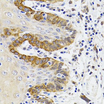ESD Rabbit Polyclonal Antibody - Image 2