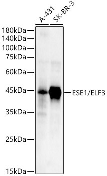 ESE1/ELF3 Rabbit Polyclonal Antibody