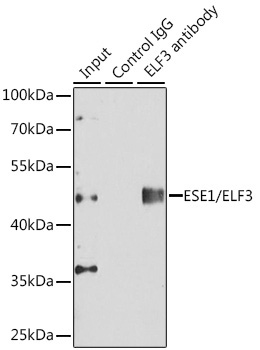 ESE1/ELF3 Rabbit Polyclonal Antibody - Image 2