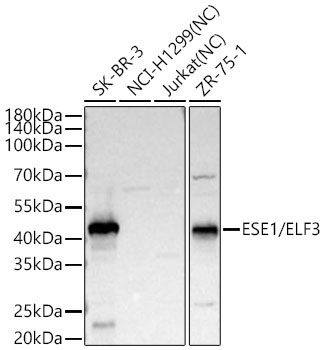 ESE1/ELF3 Rabbit Polyclonal Antibody