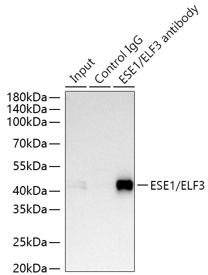 ESE1/ELF3 Rabbit Polyclonal Antibody - Image 2