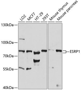 ESRP1 Rabbit Polyclonal Antibody