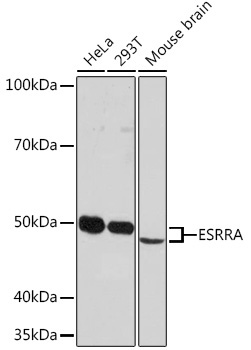 ESRRA Rabbit Monoclonal Antibody