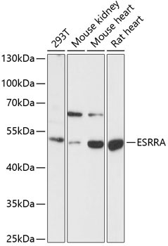 ESRRA Rabbit Polyclonal Antibody