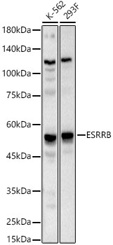 ESRRB Rabbit Polyclonal Antibody