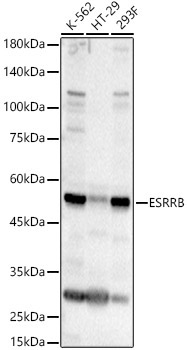 ESRRB Rabbit Polyclonal Antibody