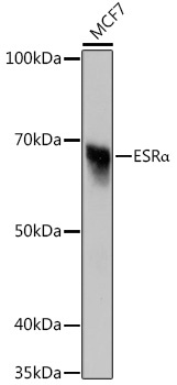 ESRAlpha Rabbit Monoclonal Antibody